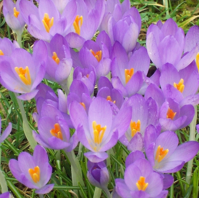 Crocus tommasinianus 